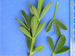 Attēlu rezultāti vaicājumam “Cytisus scoparius leaf”