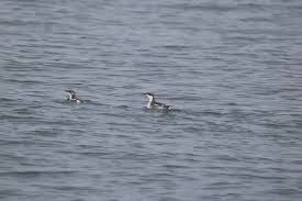 Image result for Brachyramphus perdix