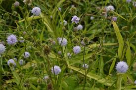 Image result for Succisella inflexa