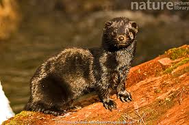 Attēlu rezultāti vaicājumam “Mustela vison”