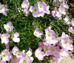 Image result for Oenothera odorata