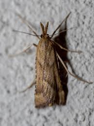 Attēlu rezultāti vaicājumam “Pyralididae”