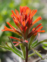 Attēlu rezultāti vaicājumam “Orobanchaceae”