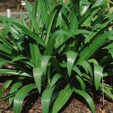 Attēlu rezultāti vaicājumam “Amarillidaceae”