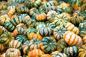 Attēlu rezultāti vaicājumam “Cucurbita pepo”