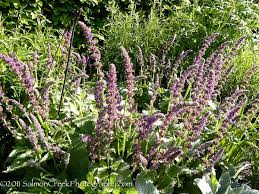 Attēlu rezultāti vaicājumam “Salvia verticillata”