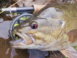 Image result for Micropterus
