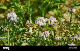Attēlu rezultāti vaicājumam “Astragalus arenarius flower”