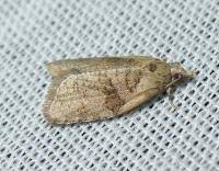 Attēlu rezultāti vaicājumam “Capua vulgana”