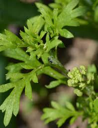 Attēlu rezultāti vaicājumam “Enteridium liceoides young”