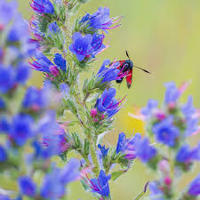 Attēlu rezultāti vaicājumam “Echium vulgare flower”