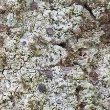 Attēlu rezultāti vaicājumam “Cliostomum corrugatum”