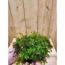 Attēlu rezultāti vaicājumam “Tetraphis pellucida sporophyte”