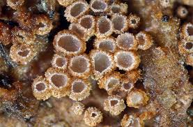 Attēlu rezultāti vaicājumam “Merismodes anomala”