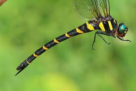 Attēlu rezultāti vaicājumam “Aeshnidae”