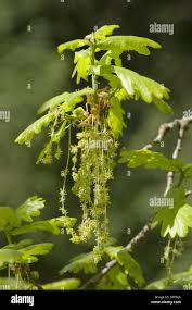 Attēlu rezultāti vaicājumam “Quercus robur male flower”