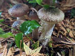 Attēlu rezultāti vaicājumam “Amaurochaete fusiformis macro”