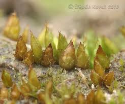 Attēlu rezultāti vaicājumam “Acaulon muticum”