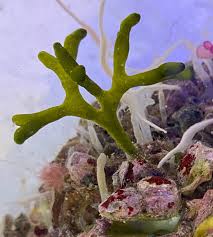 Attēlu rezultāti vaicājumam “Clastoderma debaryanum macro”