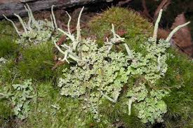 Attēlu rezultāti vaicājumam “Cladonia ochrochlora”