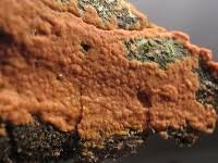 Attēlu rezultāti vaicājumam “Peniophora laurentii”