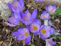 Attēlu rezultāti vaicājumam “Crocus speciosus”
