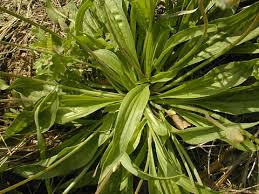 Attēlu rezultāti vaicājumam “Plantago media bud”