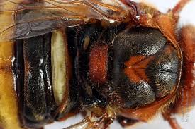 Attēlu rezultāti vaicājumam “Cimbex luteus”