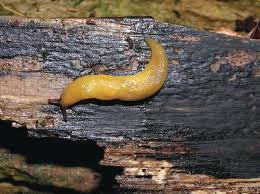 Attēlu rezultāti vaicājumam “Malacolimax tenellus”