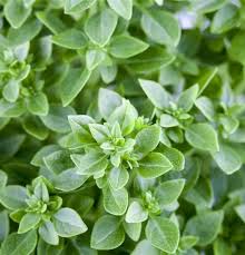 Image result for Basilikum