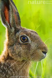 Attēlu rezultāti vaicājumam “Lepus europaeus adult”