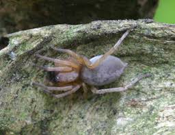 Attēlu rezultāti vaicājumam “Gnaphosidae”