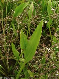 Attēlu rezultāti vaicājumam “Alisma gramineum flower”