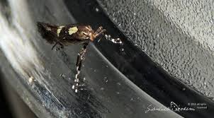 Attēlu rezultāti vaicājumam “Calybites phasianipennella”