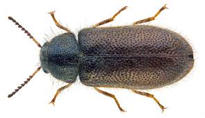 Attēlu rezultāti vaicājumam “Dasytes caeruleus”