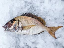 Image result for Stenotomus chrysops