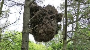 Attēlu rezultāti vaicājumam “Taphrina betulina”