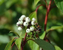 Attēlu rezultāti vaicājumam “Cornus sericea fruit”