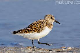 Attēlu rezultāti vaicājumam “Calidris alba”
