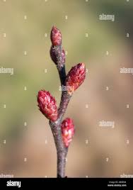 Attēlu rezultāti vaicājumam “Myrica gale bud”