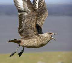 Image result for Stercorarius skua