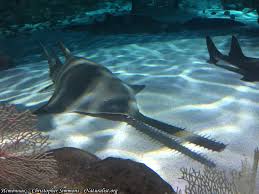 Image result for Pristis pectinata