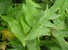 Attēlu rezultāti vaicājumam “Sagittaria sagittifolia leaf”
