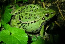 Attēlu rezultāti vaicājumam “Pelophylax”