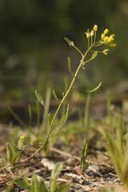 Attēlu rezultāti vaicājumam “Draba nemorosa”