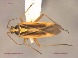 Attēlu rezultāti vaicājumam “Stenotus binotatus male”