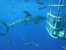 Image result for Three Seas Diving