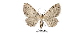 Attēlu rezultāti vaicājumam “Anticollix sparsata”