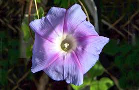 Image result for Ipomoea Lavender