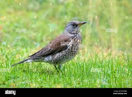 Attēlu rezultāti vaicājumam “Turdus pilaris”